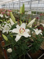 [4359 White Hero VWS No01.JPG]